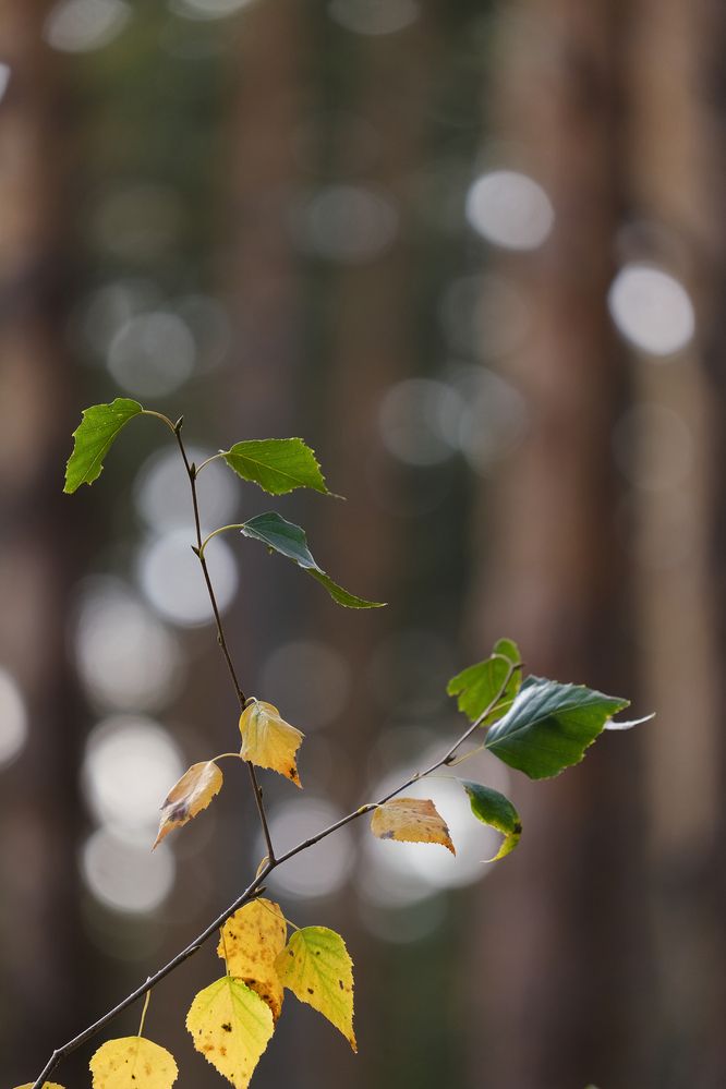 Фотография автора Александр Высоцкий
