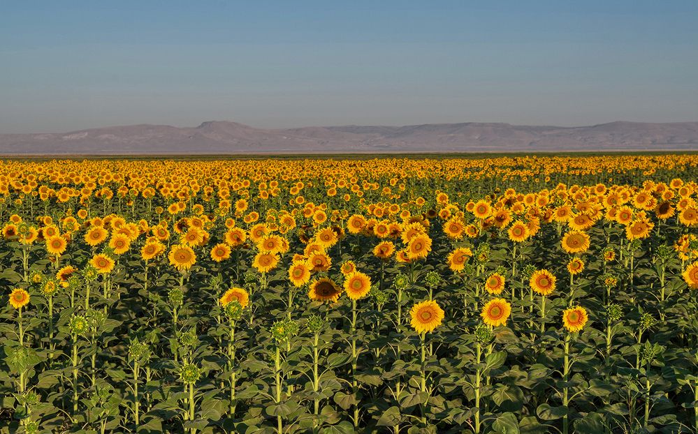 Фотография автора Mehmet Gokyigit