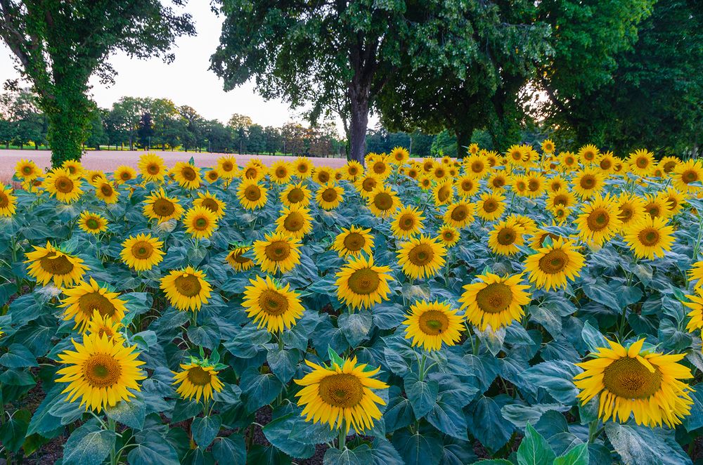 Фотография автора Mehmet Gokyigit