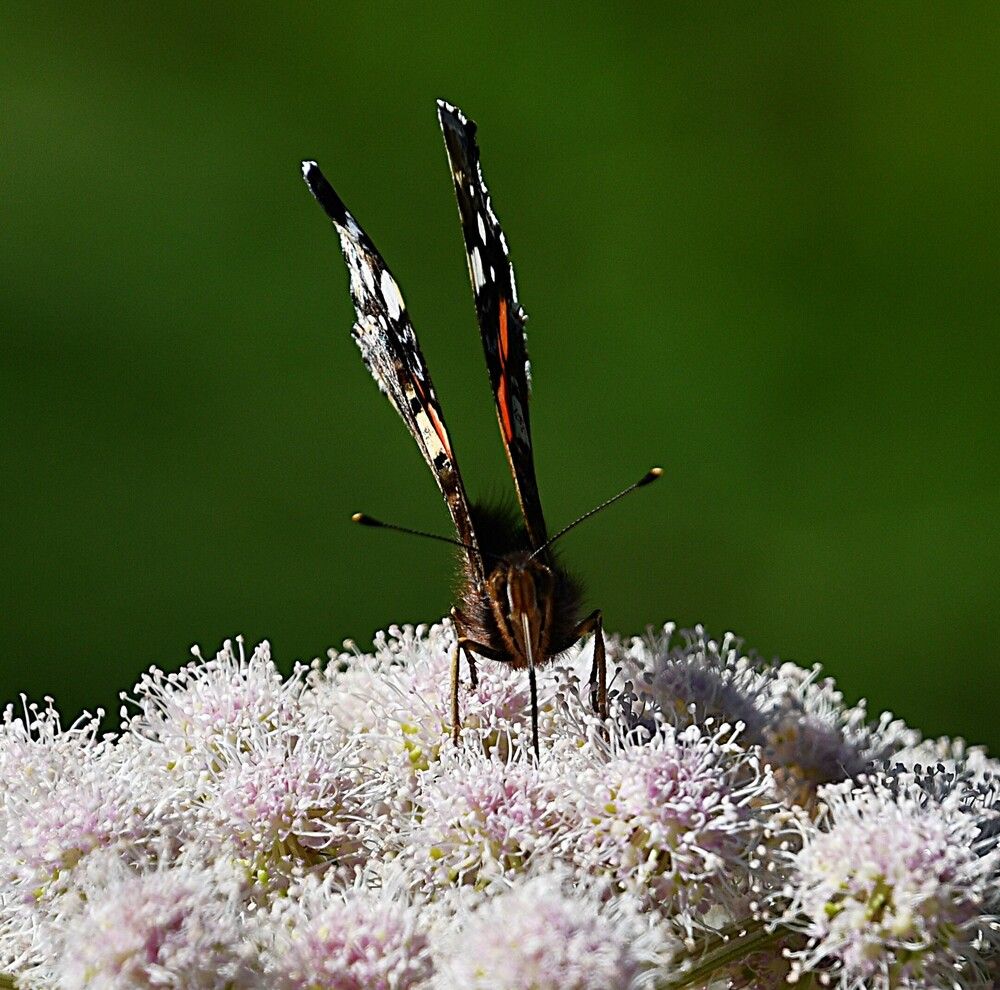 Photograph by Marzio Fattorini