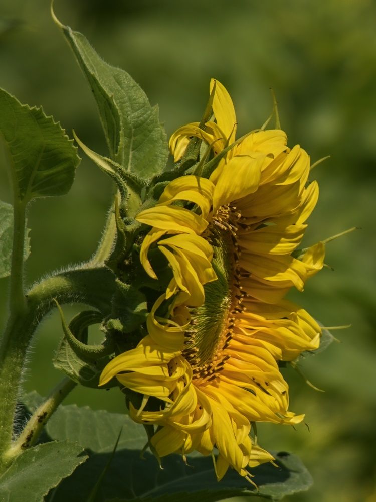 Photograph by Peter Pochyly