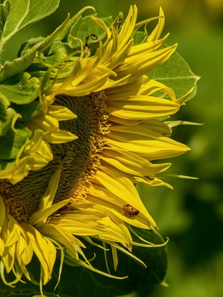 Photograph by Peter Pochyly