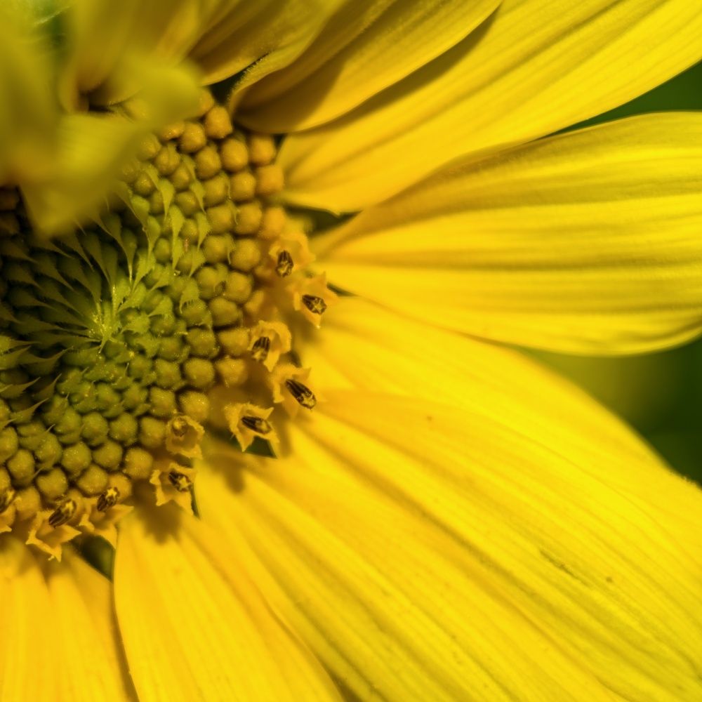 Photograph by Peter Pochyly