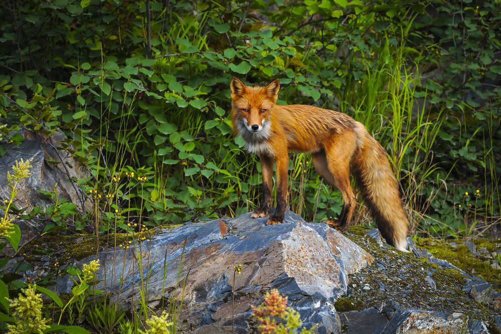 Фотография автора Уткин Дмитрий