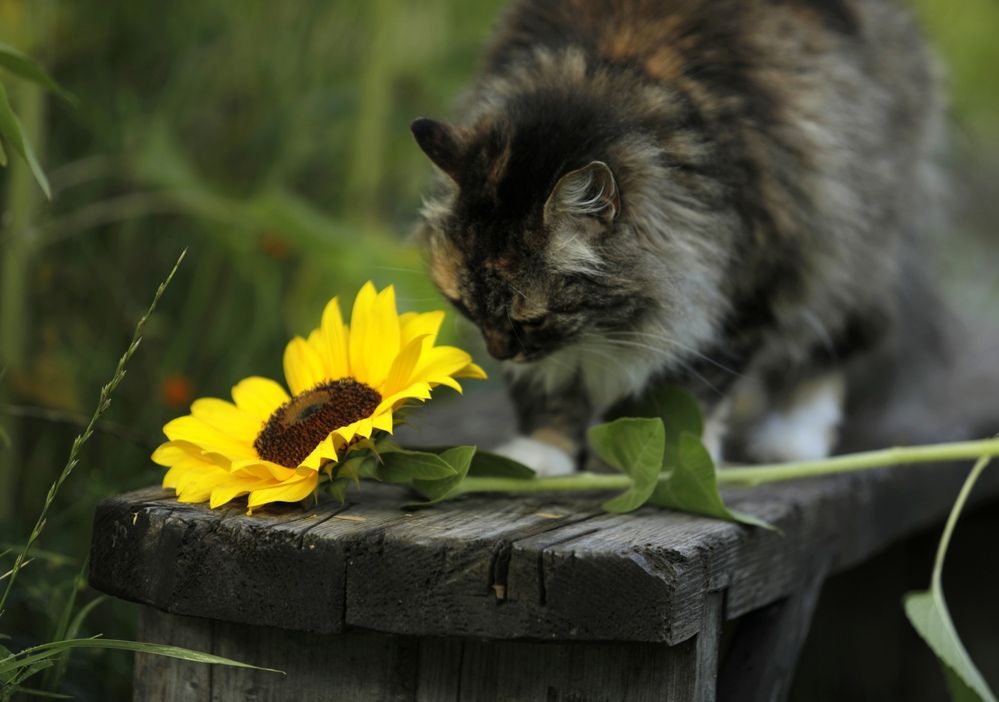 Фотография автора Ольга