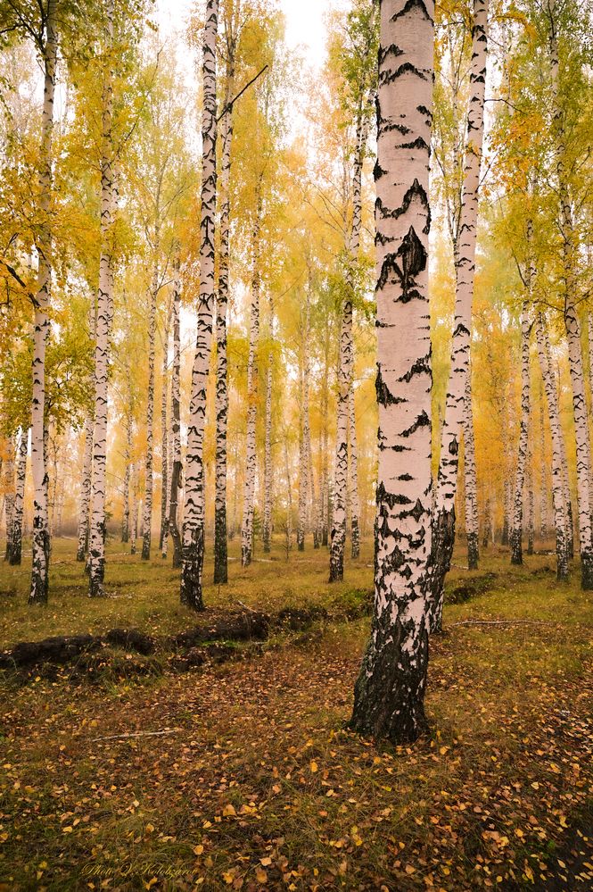 Осень в березовой роще