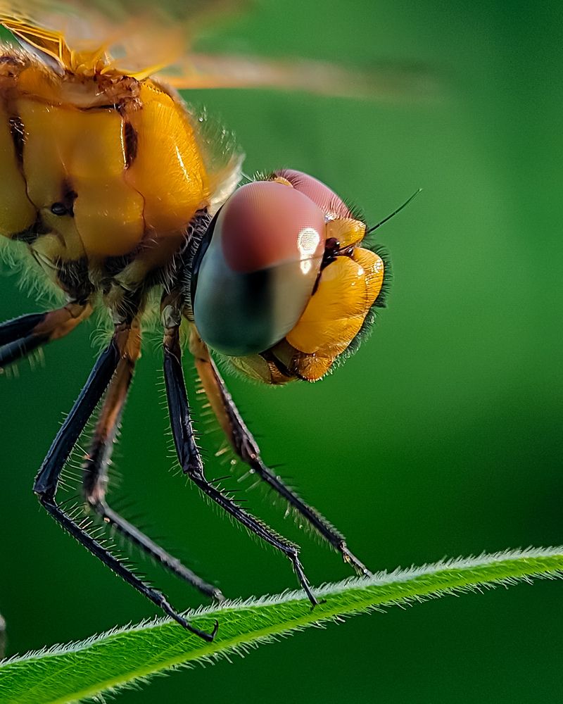 Photograph by Sumonta Paul