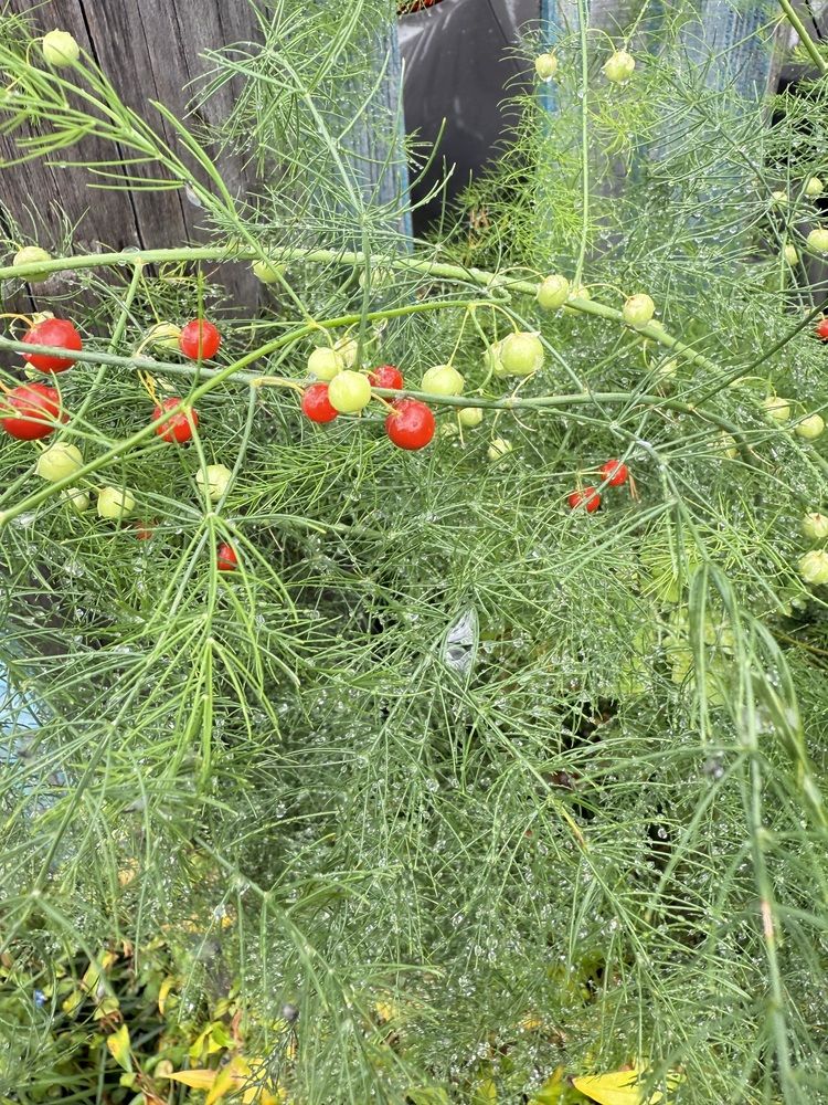 Photograph by Oksana Makrushina