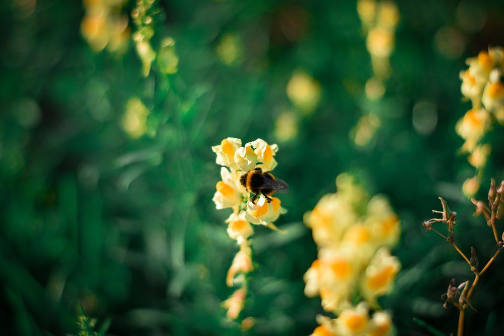 Photograph by Elvira