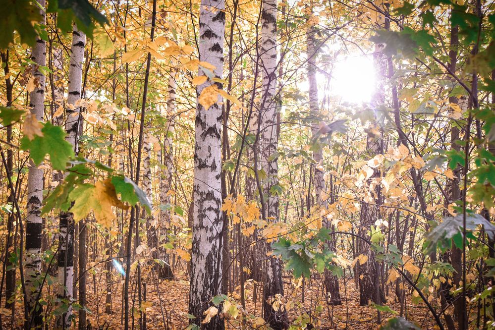 Photograph by Elvira