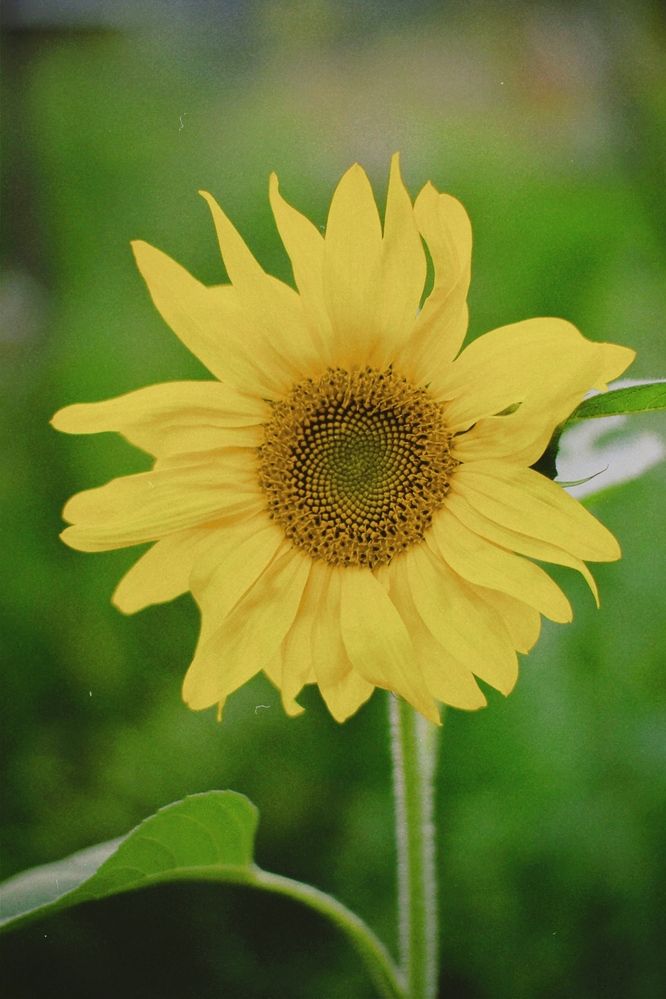 Photograph by Elvira