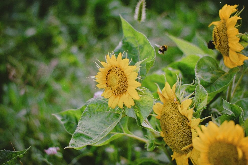 Photograph by Elvira