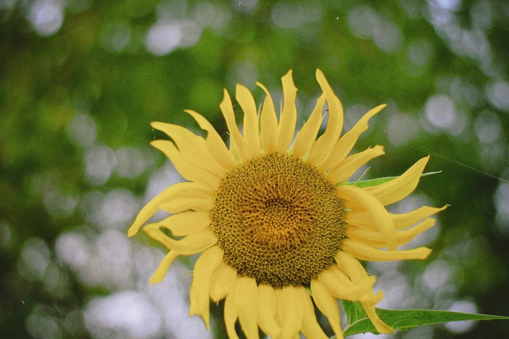 Photograph by Elvira