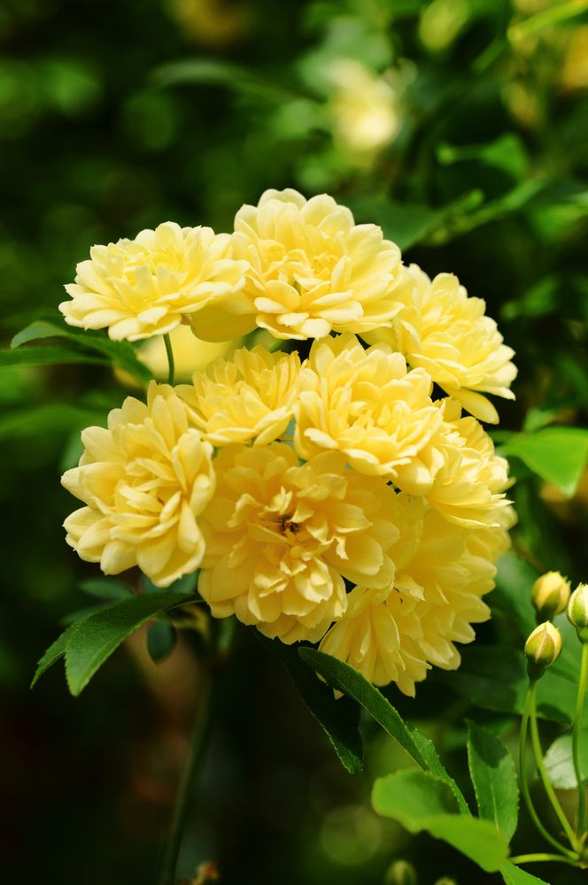 Photograph by Nobu-Oh