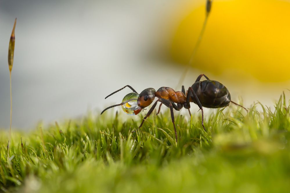 Photograph by Koledova Irina