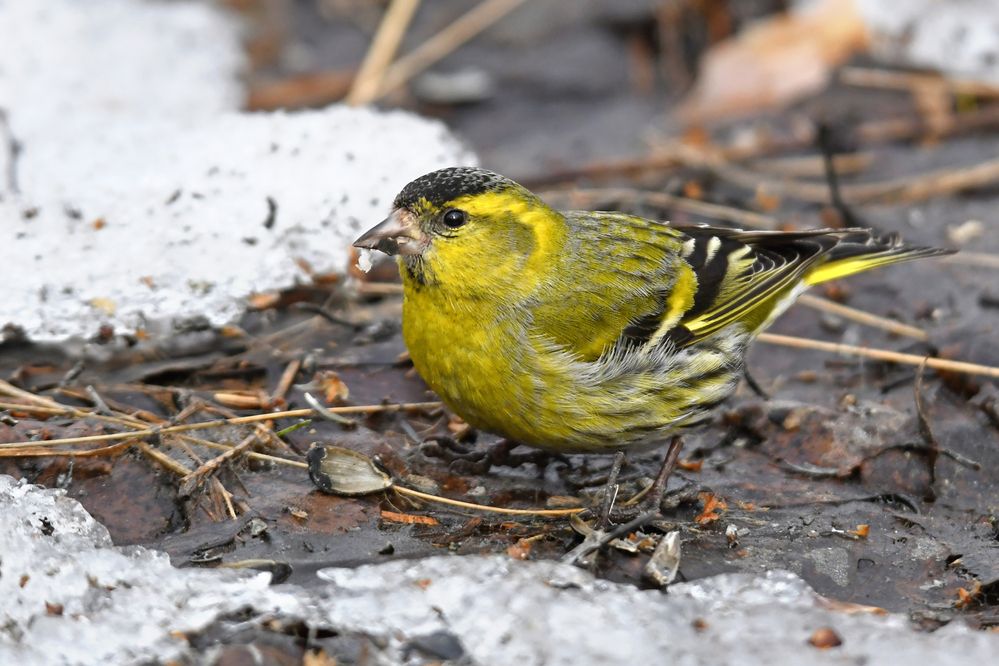 Осторожный чиж