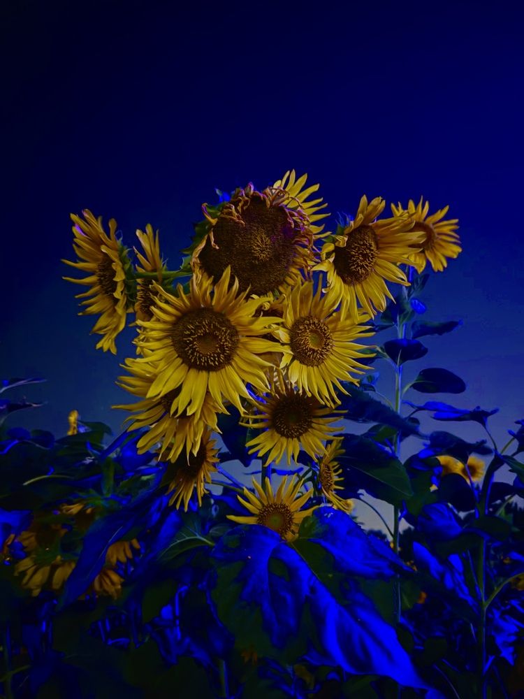 Photograph by Nagasaki Marina