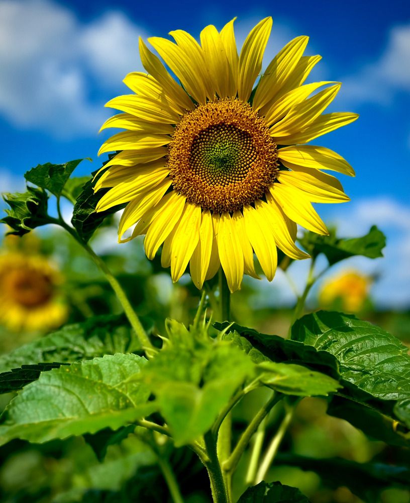 Photograph by Марина Козлова