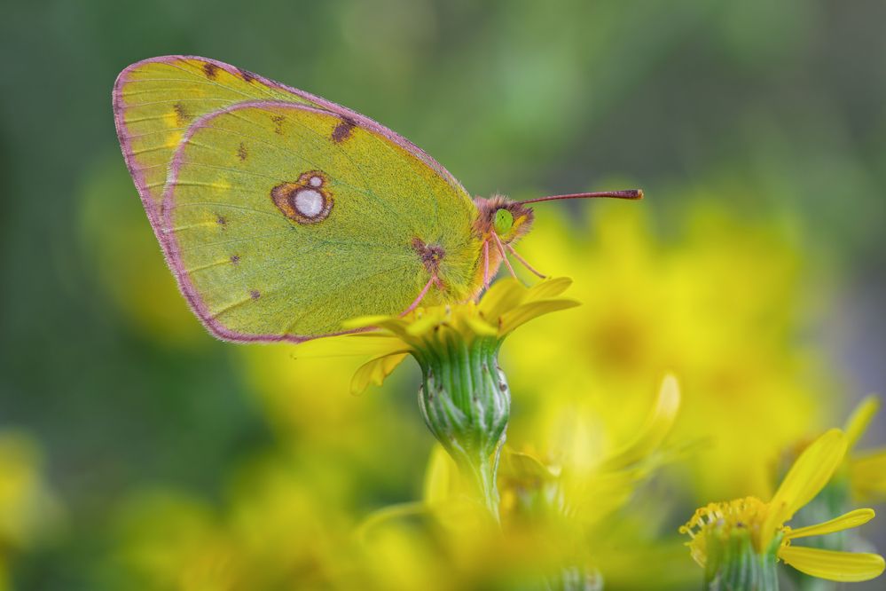 Photograph by Sara Jazbar