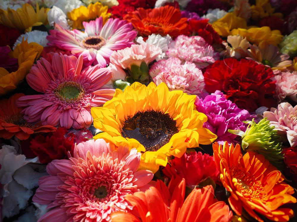 Фотография автора Camilo Rojas