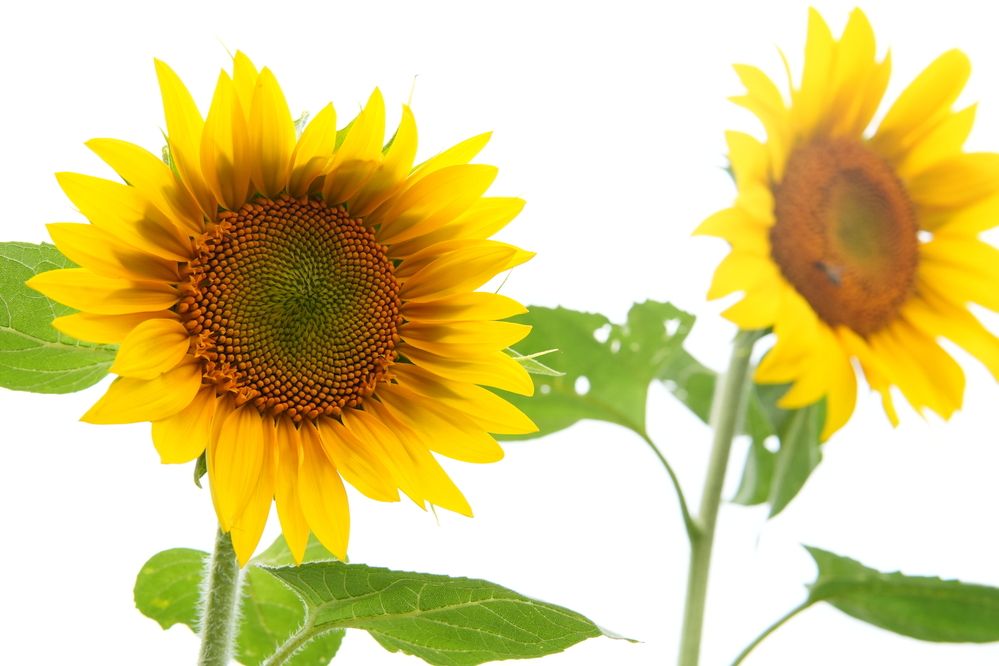 Photograph by Андрей Корытов