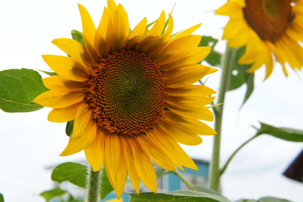 Photograph by Андрей Корытов