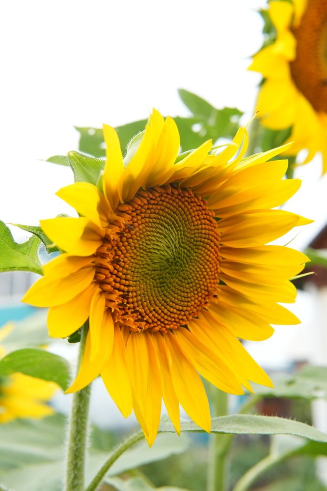 Photograph by Андрей Корытов