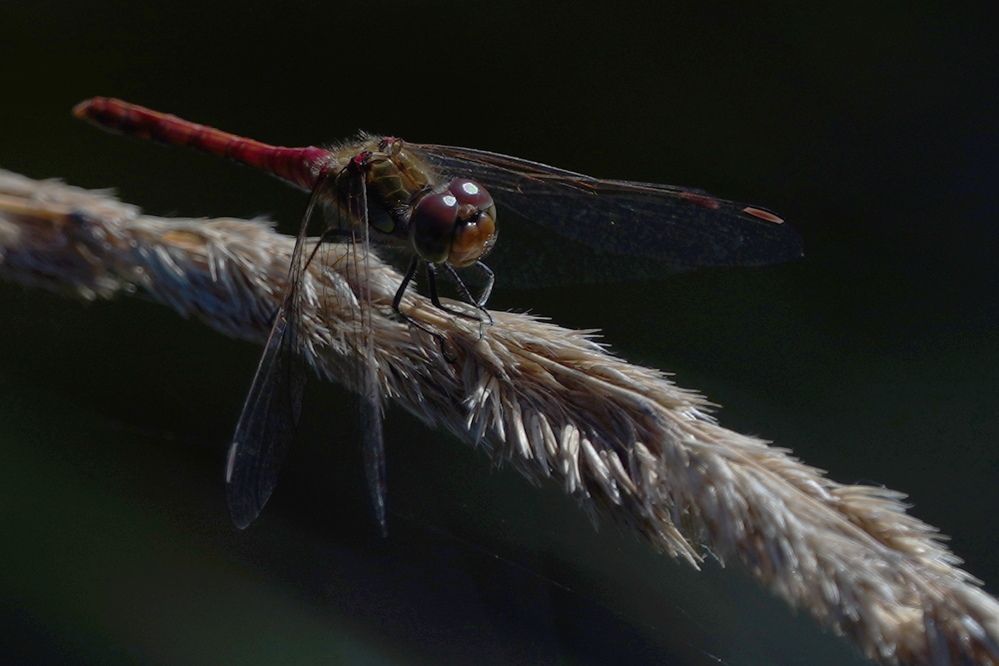Photograph by Sergej Roor