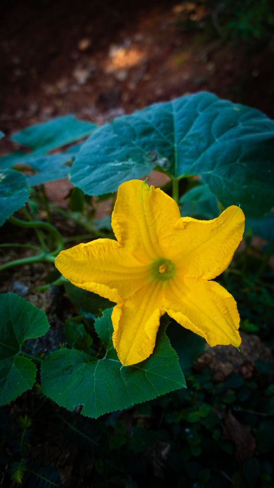 Photograph by Krishnaa Abilshan