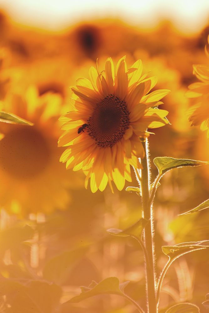 Photograph by Валерия Азамат