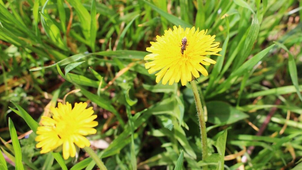 Желтая вкусняшка для маленькой мошки