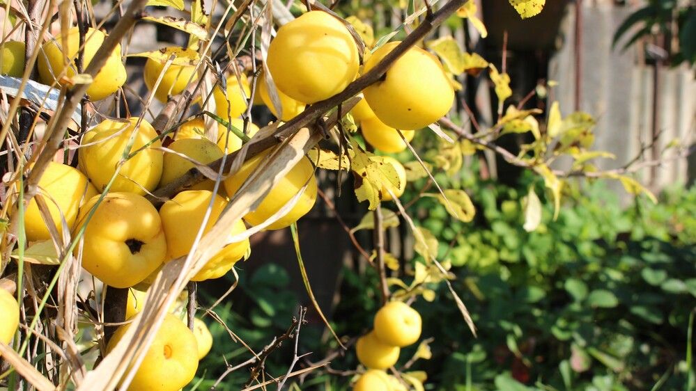 yellow quince fruits are saturated with the warmth of the sun