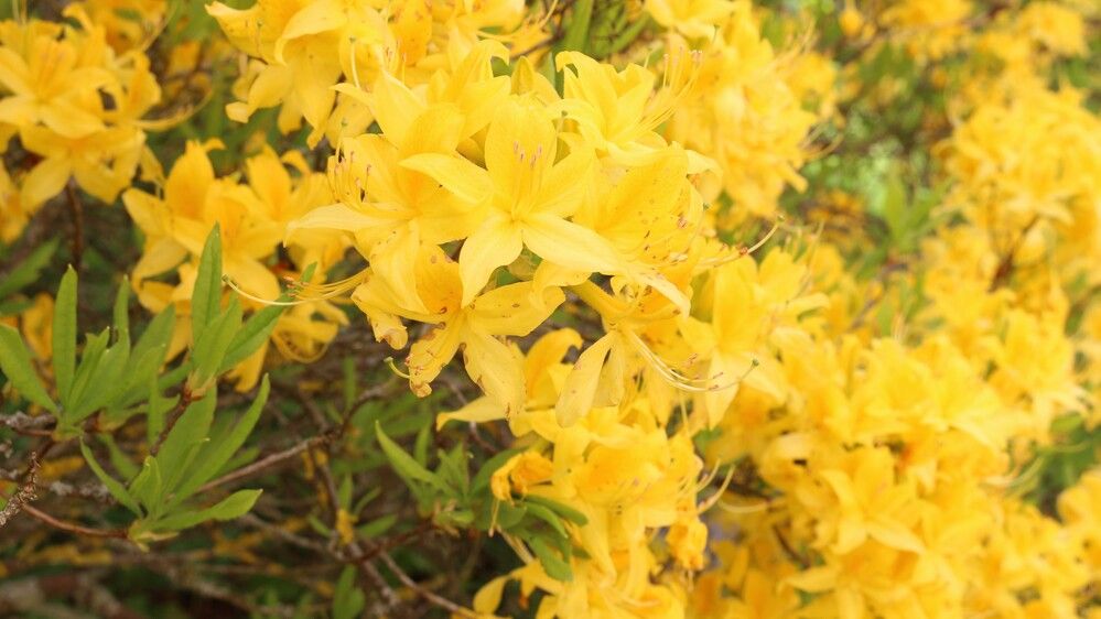 A bush with yellow flowers welcomes a new day