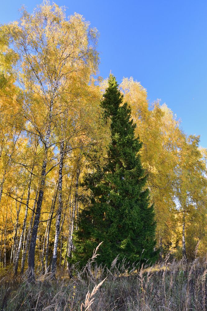 Photograph by Aleksander Perevolotsky