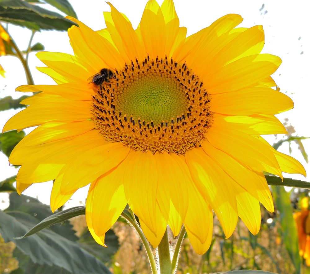 Photograph by Павел Кулинич