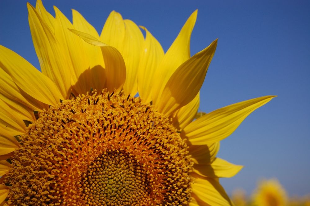 Photograph by Сергей Тихомиров