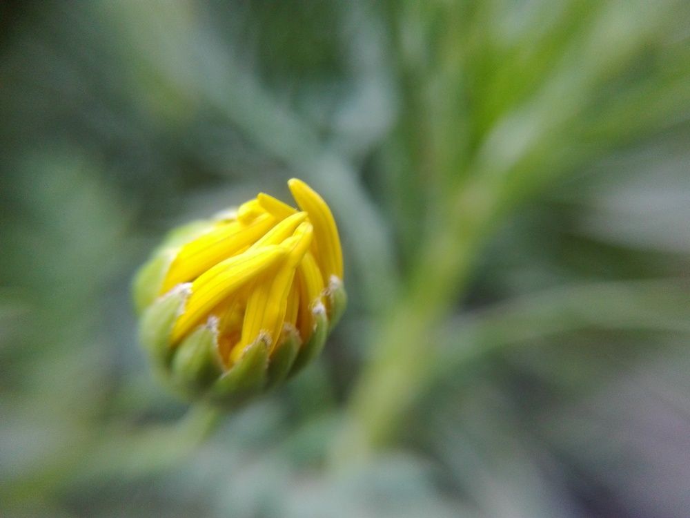 Фотография автора Adel elqamhawi Mohamed