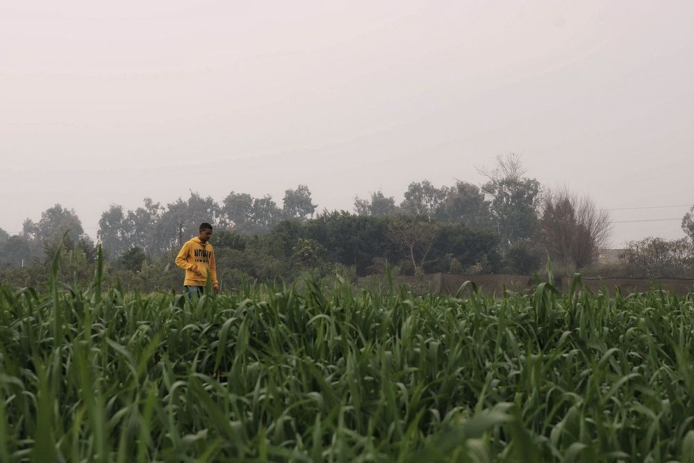 Фотография автора Adel elqamhawi Mohamed