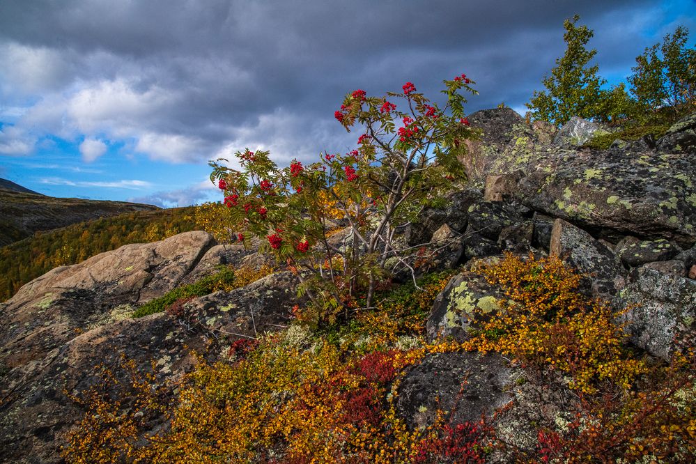 Осенний колорит Севера...