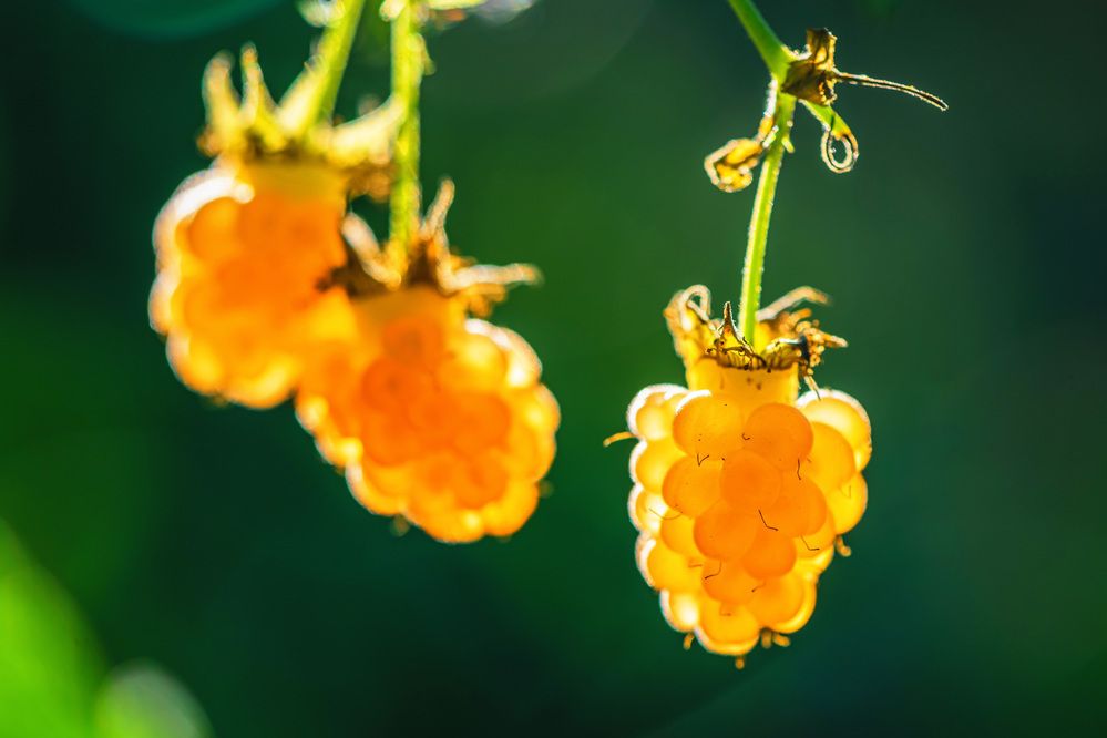 Photograph by Ольга Ильина