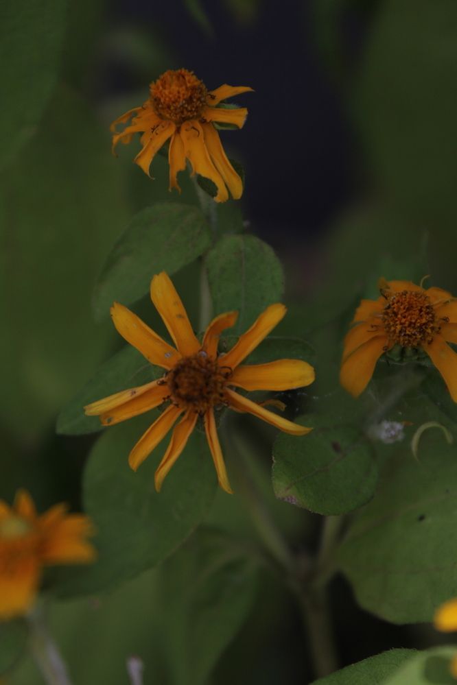 Photograph by Chanika Dulnitha