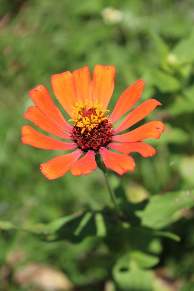 Photograph by Chanika Dulnitha