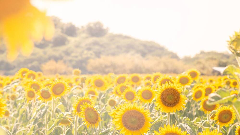 Photograph by kurodon