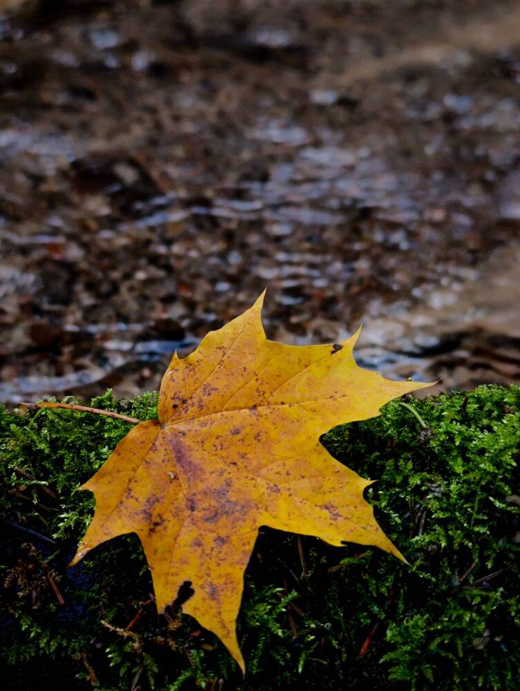 Photograph by Светлана Таркан