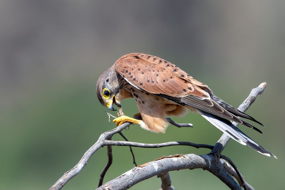 Photograph by Eren Aksoylu