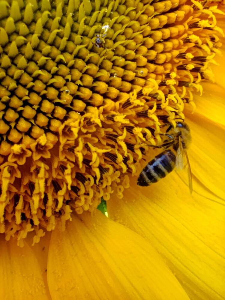 Photograph by Светлана Таркан