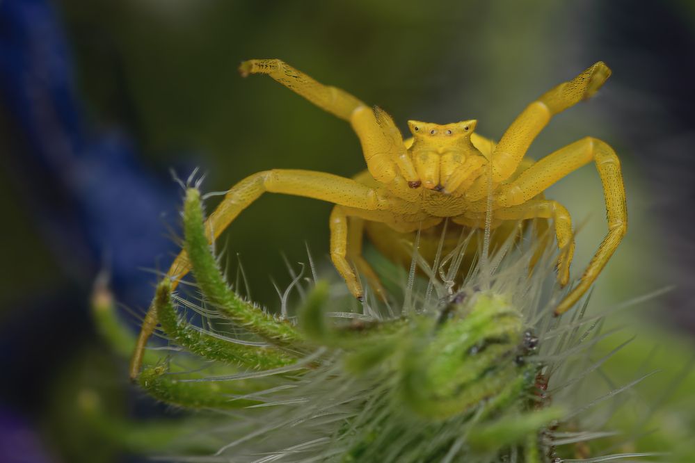 Photograph by Dino Sirica