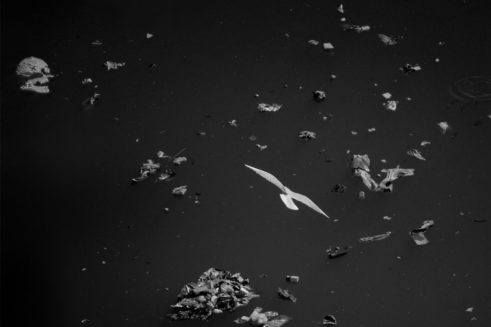 A lone bird flying over polluted waters filled with floating trash.