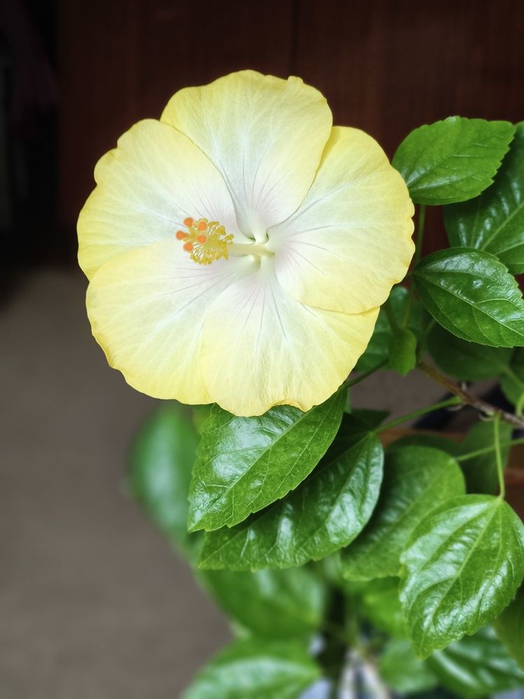 Photograph by Марина Опарина