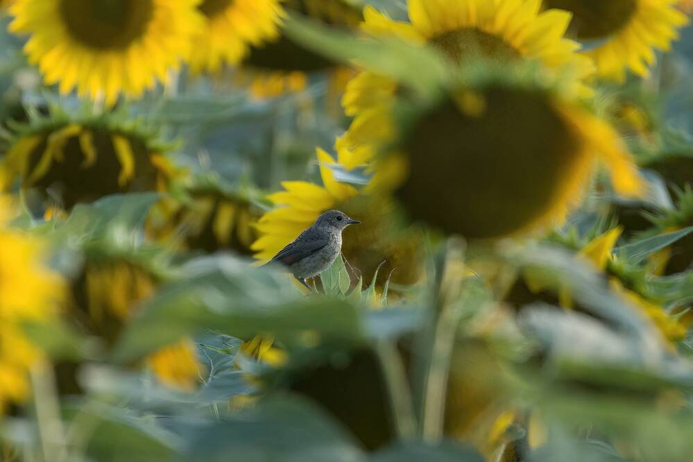 Photograph by Dino Sirica